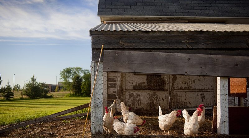 Thinking Of Investing In Chicken Coops?