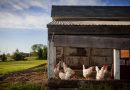 Thinking Of Investing In Chicken Coops?