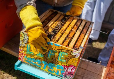 Urban Beekeeping: How to Turn a Rooftop Hive into a Profitable Business