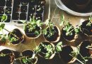 The Rise of Miniature Gardening: How Tiny Green Spaces Boost Mental Health