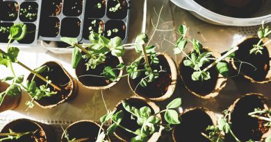 The Rise of Miniature Gardening: How Tiny Green Spaces Boost Mental Health