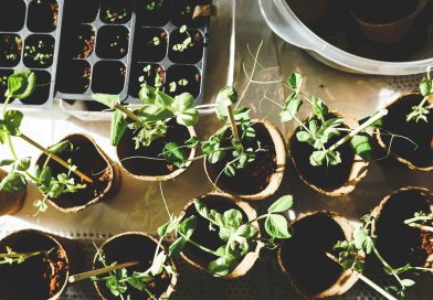 The Rise of Miniature Gardening: How Tiny Green Spaces Boost Mental Health